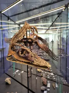 Frans 01 Geomuseum Munster